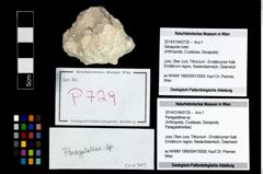 Foto (Objekt + Etikett) von Paragalathea sp.  (NHMW-GEO-2014-0194-0729)